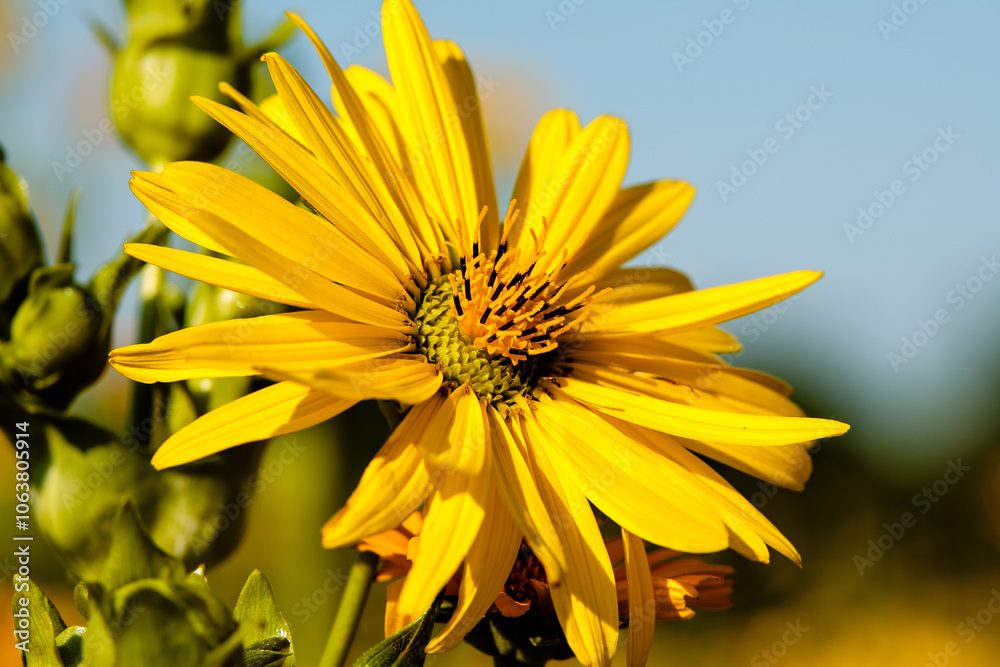 Side-view of the Cup plant flower, brightly yellow in the morning sunshine against the blue sky, one of many wildflowers growing in the Pike Lake Unit, Kettle Moraine State Forest, Hartford, Wisconsin Side-view of the Cup plant flower, brightly yellow in the morning sunshine against the blue sky, one of many wildflowers growing in the Pike Lake Unit, Kettle Moraine State Forest, Hartford, Wisconsin