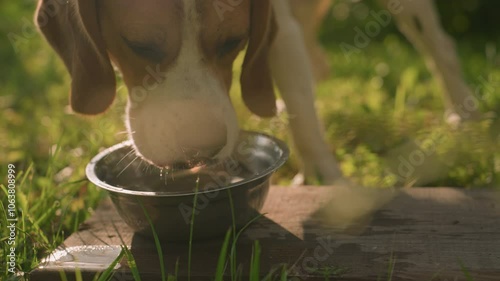 Close up of dog drinking water from metal bowl placed on wood in grassy field under warm sunlight, with water splashing on wood surface, green background creates peaceful outdoor scene