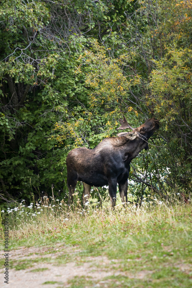 Fototapeta premium Breckenridge, Colorado