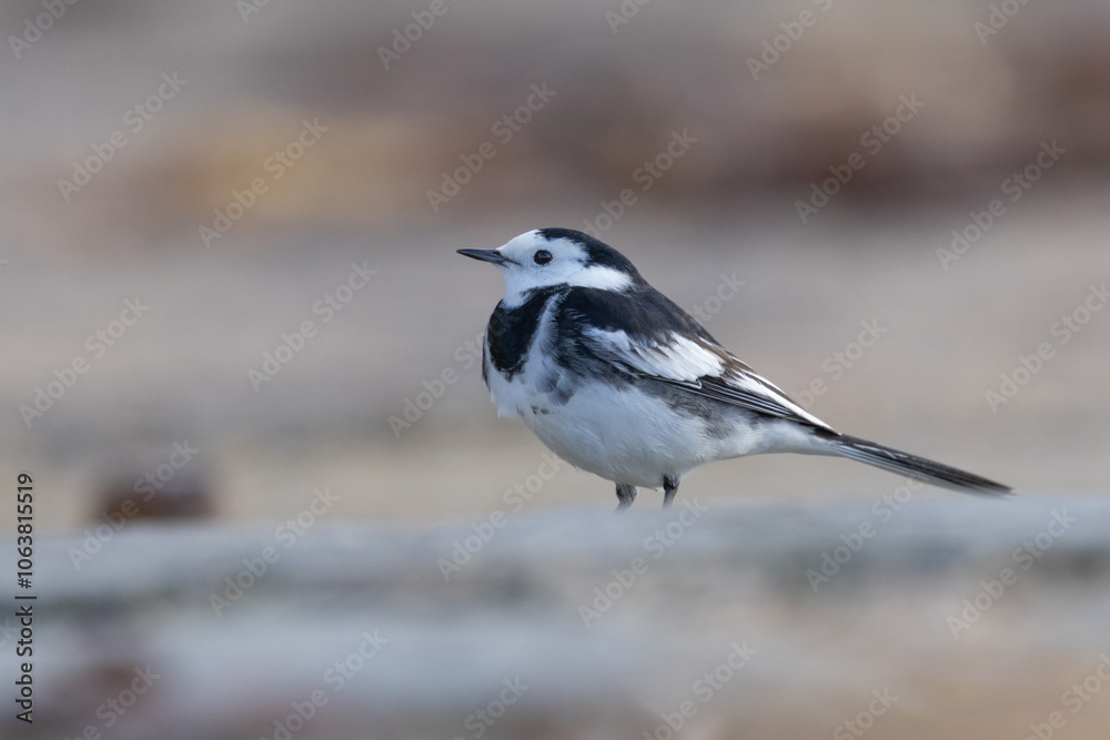 Naklejka premium Pied wagtail