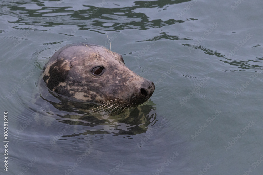 Obraz premium Harbour Seal in the Sea, Pittenweem, Scotland 
