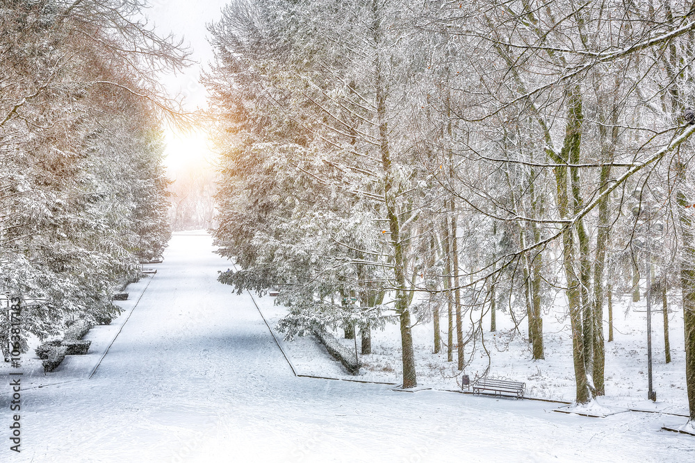 Fototapeta premium Stunning landscape with snow-covered trees and Christmas trees in the city park.