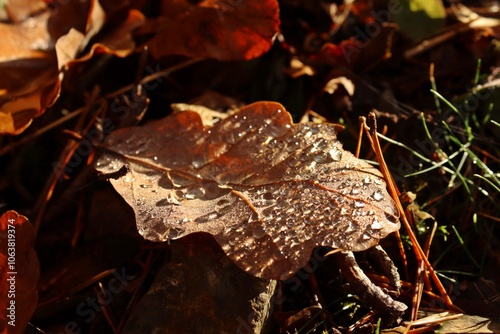 Herbstlaub der Traubeneiche (Quercus petraea) mit Tautropfen photo