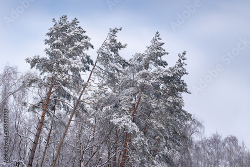 fir trees covered with snow and frost, view on the background of the sky, win...