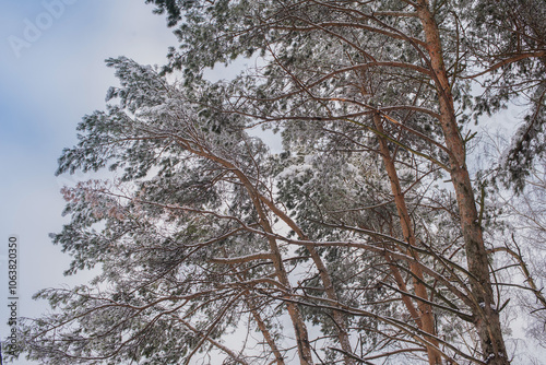crowns in hoarfrost of a pine or cedar on a background of a blue sky with clouds