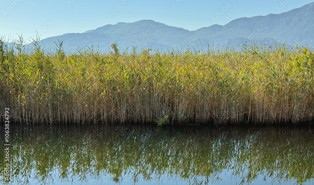 Landscape of reed grasses along Dalyan River in Turkey