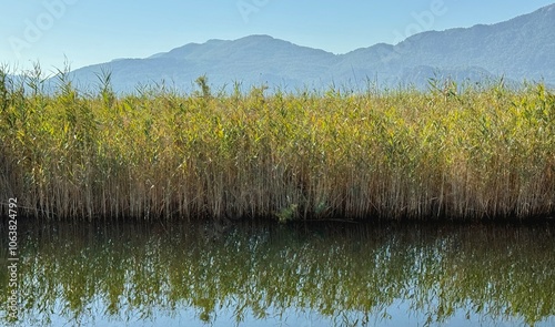 Obraz na płótnie Landscape of reed grasses along Dalyan River in Turkey w salonie