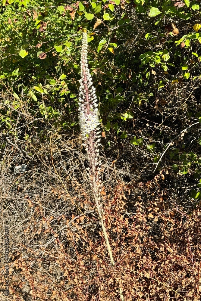 Lonely giant sea squill blooming in Turkey