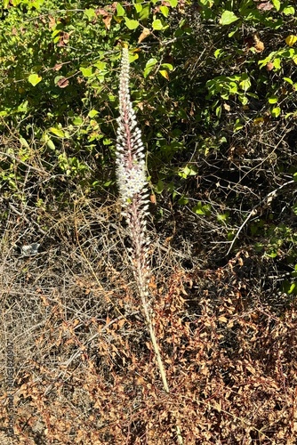Lonely giant sea squill blooming in Turkey 
