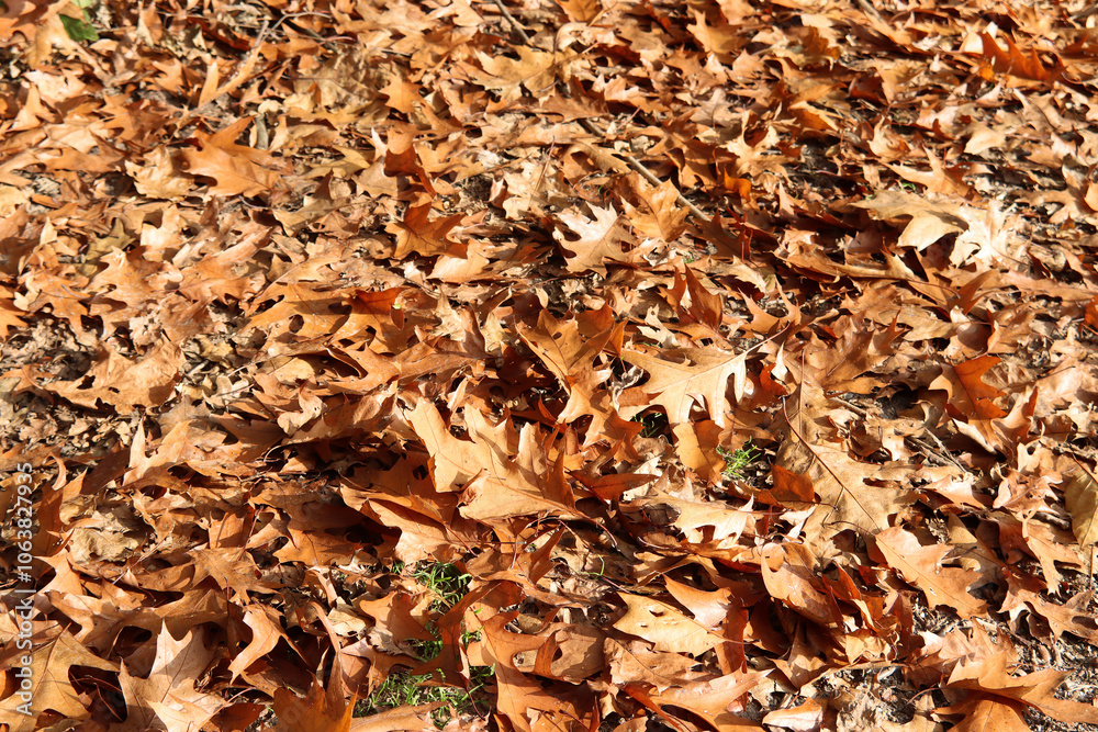Herbstlaub bedeckt den Waldboden