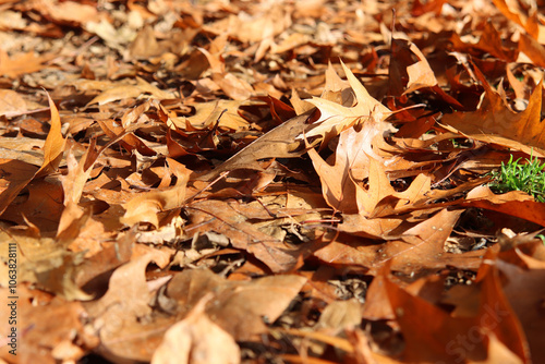 Herbstlaub bedeckt den Waldboden