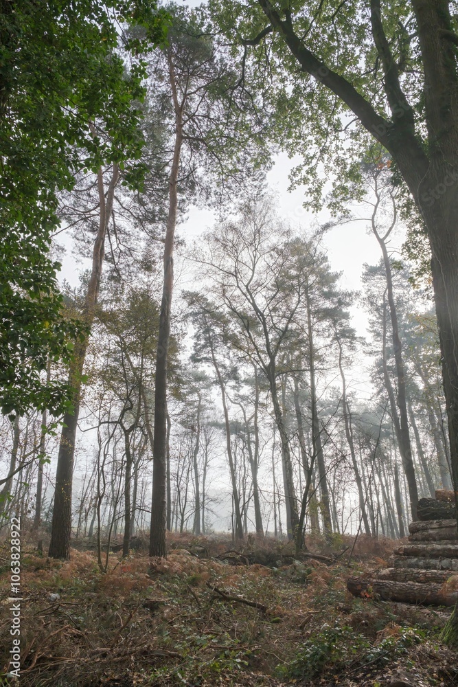 Fog entering forest with cut pine tree trunks in foreground Fog entering forest with cut pine tree trunks in foreground