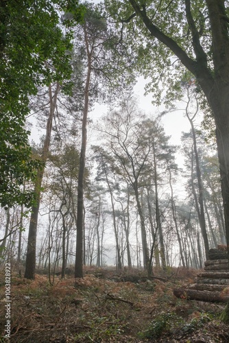 Fog entering forest with cut pine tree trunks in foreground