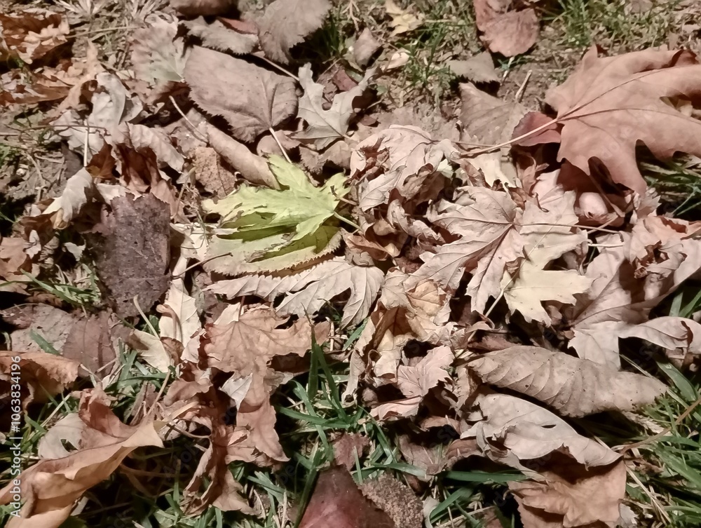 dry leaves dry leaves