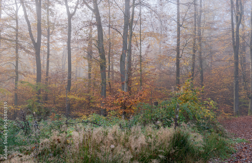 Starker Nebel im November ohne Sonne im Wald Starker Nebel im November ohne Sonne im Wald