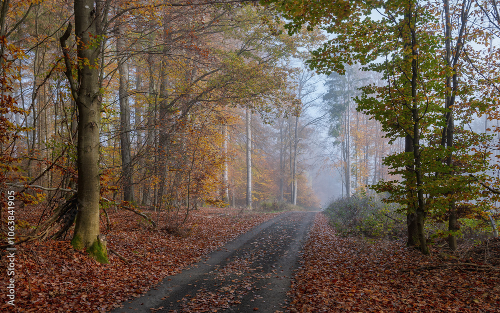 Starker Nebel im November ohne Sonne im Wald Starker Nebel im November ohne Sonne im Wald
