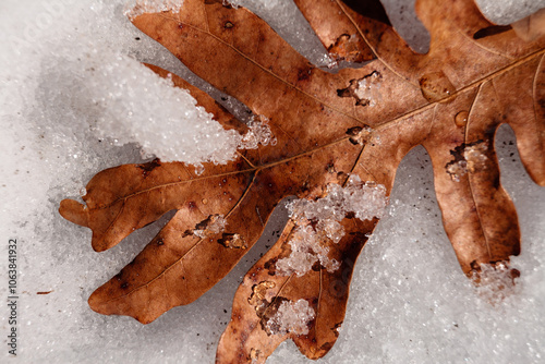 Oak leaf in late winter melting snow  within the Pike Lake Unit, Kettle Moraine State Forest, Hartford, photo