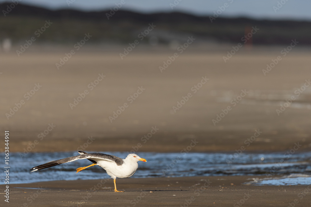 Lesser black-backed gull (Larus fuscus) stretching on the beach on Juist, East Frisian Islands, Germany.