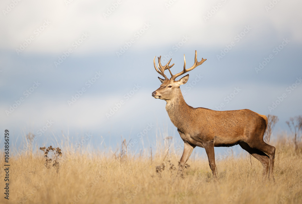 Fototapeta premium Young red deer stag walking in grass during the rut in autumn