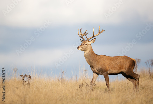 Young red deer stag walking in grass during the rut in autumn