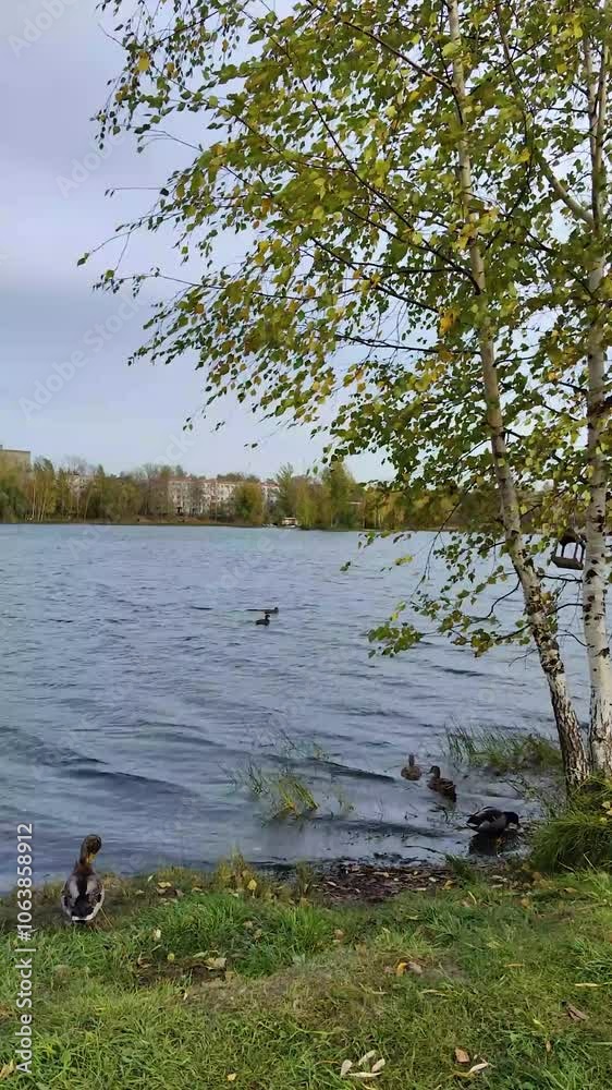 An autumn lake with big waves from the wind, ducks swimming on the shore, and birch trees growing near the shore. Lake Svetloyarskoe. Nizhny Novgorod. September 2024. Vertical video. An autumn lake with big waves from the wind, ducks swimming on the shore, and birch trees growing near the shore. Lake Svetloyarskoe. Nizhny Novgorod. September 2024. Vertical video.