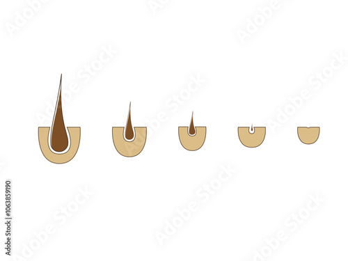 Hair growth process