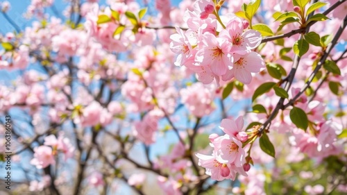 A photo of vibrant pink cherry blossoms blooming on a tree branch against a clear blue sky on a sunny spring day, sunny day, outdoors