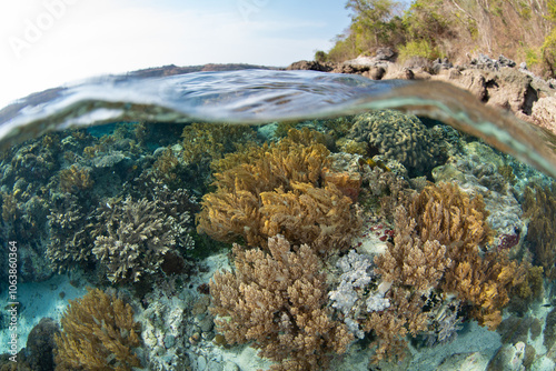 A beautiful and diverse collection of marine life, including corals and fish, thrive on a shallow reef on Pantar Island near Alor, Indonesia. This region harbors spectacular marine biodiversity.