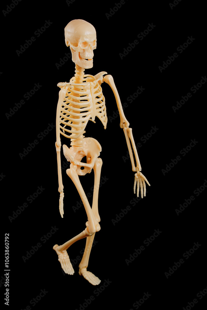 Human Skeleton Model in Dynamic Pose on Black Background