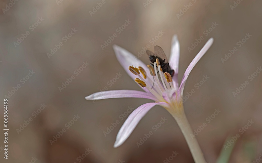 Flower of Colchicum pusillum, Crete Flower of Colchicum pusillum, Crete