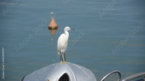 white heron walks in the port on the pier