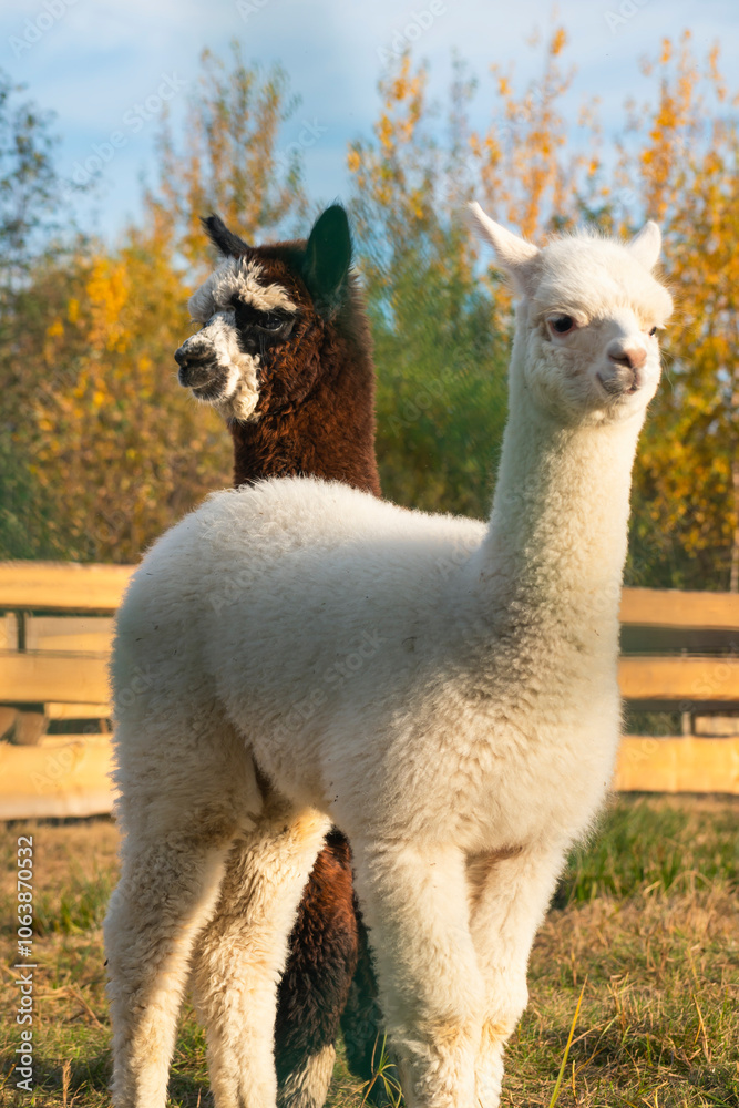 Obraz premium very beautiful calm and cute alpacas 