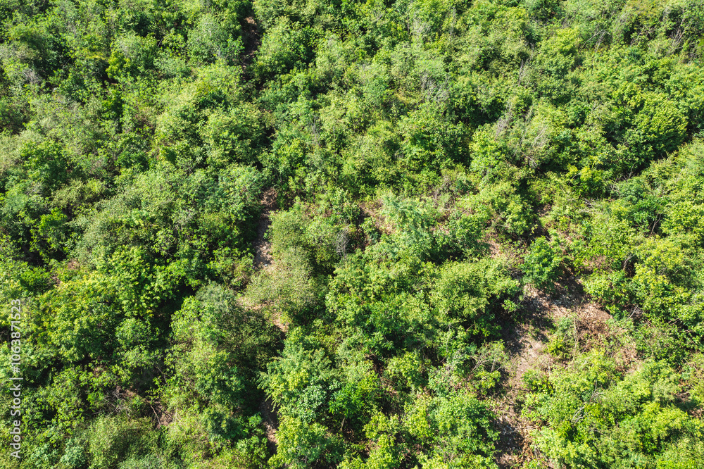 Aerial view captures a lush, green forest with a dense canopy of trees stretching across the landscape. Aerial view captures a lush, green forest with a dense canopy of trees stretching across the landscape.