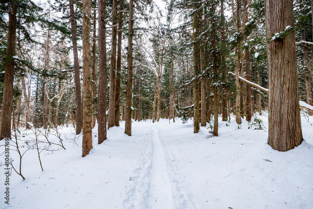 Fototapeta premium 戸隠神社奥社から鏡池へ続く道 長野県長野市戸隠