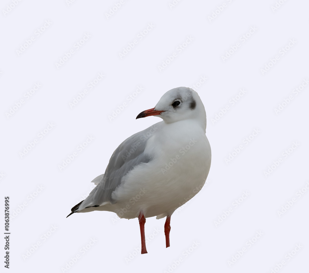 oiseau d'eau sur fond blanc, portrait pour utilisation graphique, oiseau d'eau sur fond blanc, portrait pour utilisation graphique,