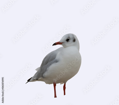 oiseau d'eau sur fond blanc, portrait pour utilisation graphique, 