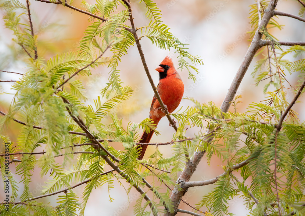 Naklejka premium male cardinal with fall autumn in background