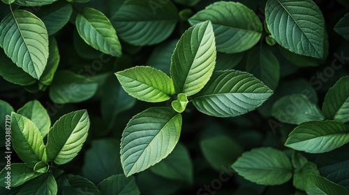 Close-up of Natural Green Leaves in Macro Shot