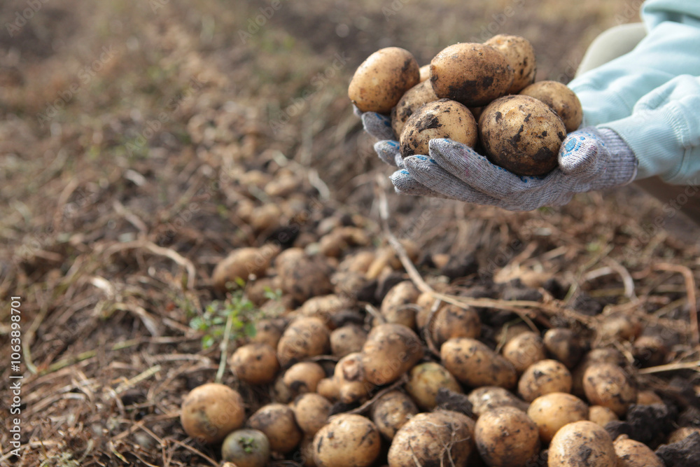 Female farmer holds harvested potatoes in her hands. Potatoes in beds. Large potato harvest. Female farmer holds harvested potatoes in her hands. Potatoes in beds. Large potato harvest.