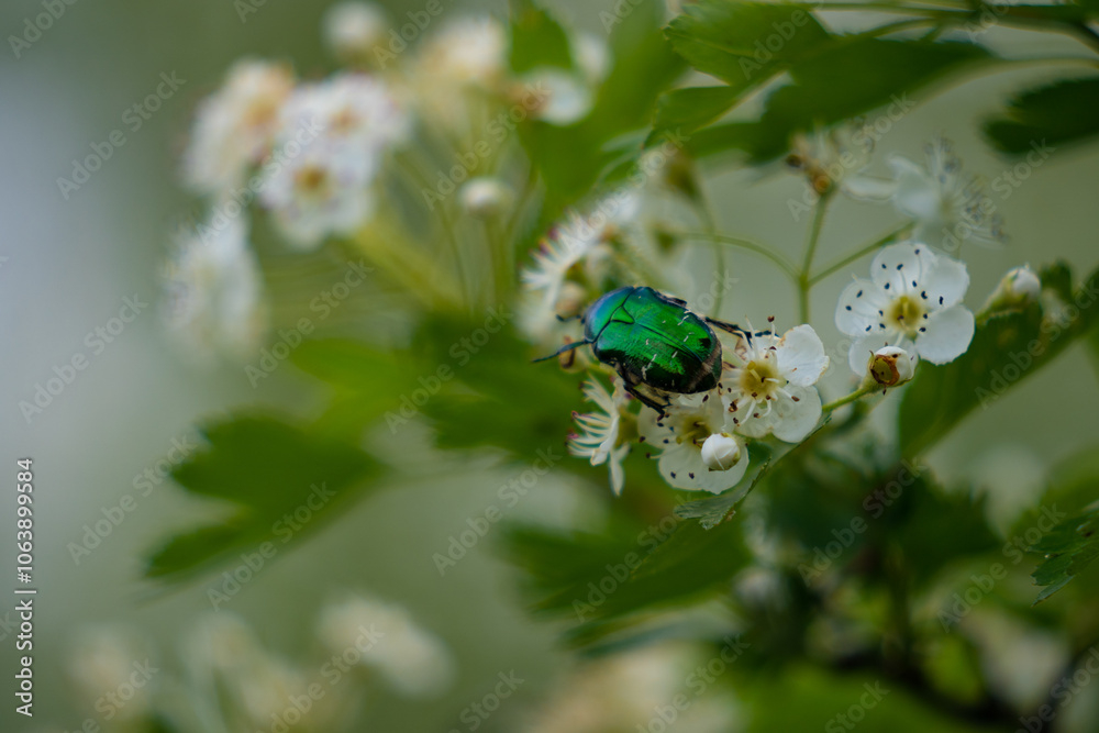 Cetonia aurata or rose beetle standing on a white flower. Metallic green insect in the shrub Cetonia aurata or rose beetle standing on a white flower. Metallic green insect in the shrub