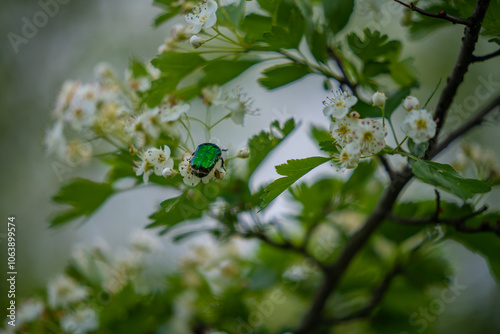 Cetonia aurata or rose beetle standing on a white flower. Metallic green insect in the shrub photo