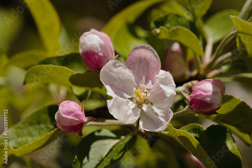 Apple blossoms in spring in Wisconsin photo