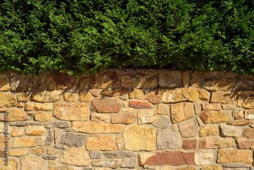 Arbusto de seto sobre muro de piedra photo