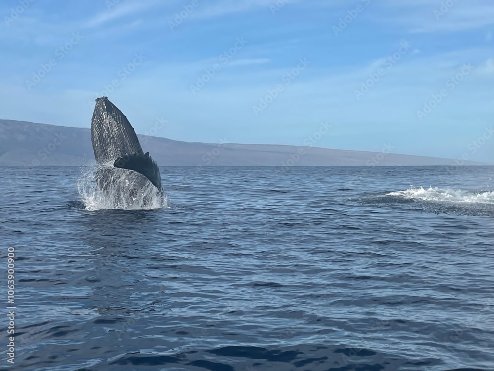 Fototapeta premium Whale Breaching in Maui Hawaii