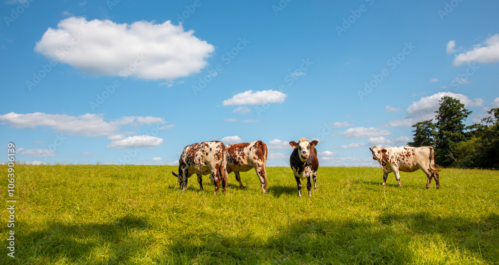Troupeau de vaches laitière de race Normande dans les champs au printemps. Troupeau de vaches laitière de race Normande dans les champs au printemps.