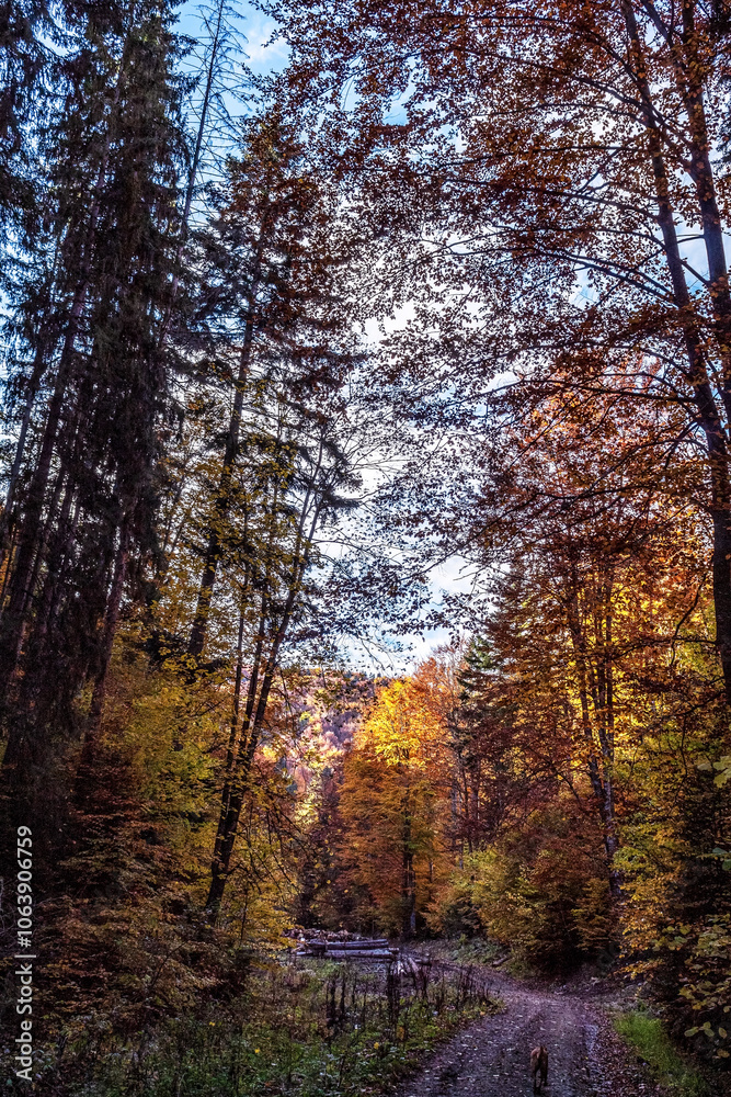 Fototapeta premium Landscapes - Forest - Europe, Romania, Suceava region