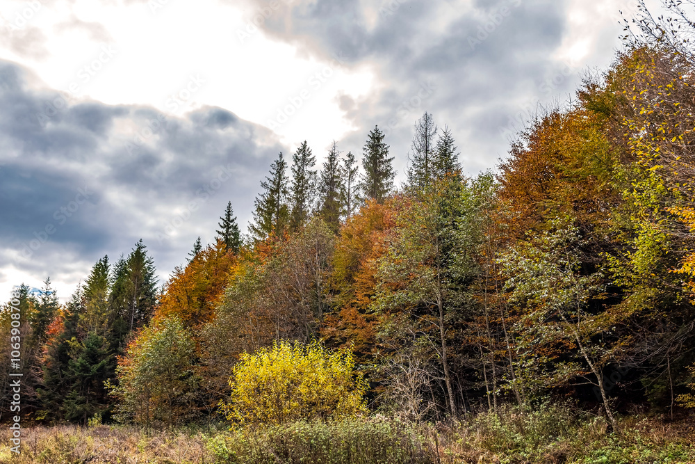 Landscapes - Forest - Europe, Romania, Suceava region Landscapes - Forest - Europe, Romania, Suceava region
