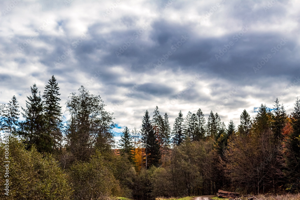 Landscapes - Forest - Europe, Romania, Suceava region Landscapes - Forest - Europe, Romania, Suceava region