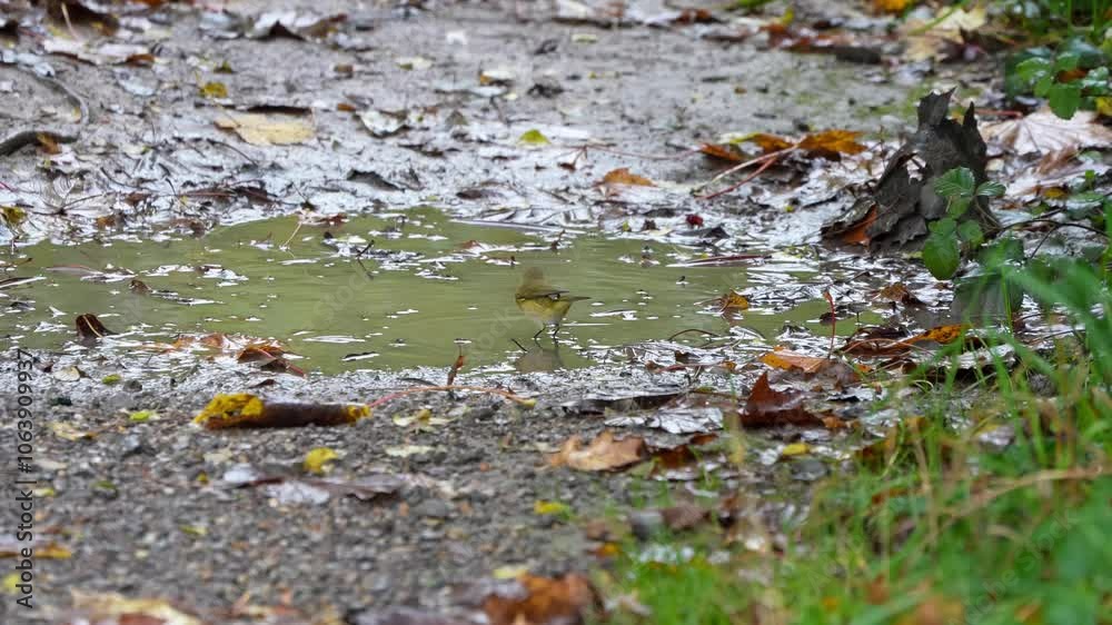 close-up of a Willow Warbler (Phylloscopus trochilus) bathing in a woodland puddle, Wilts UK