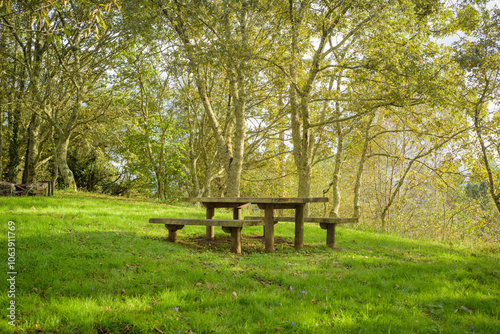 Mesa de picnic en bosque 